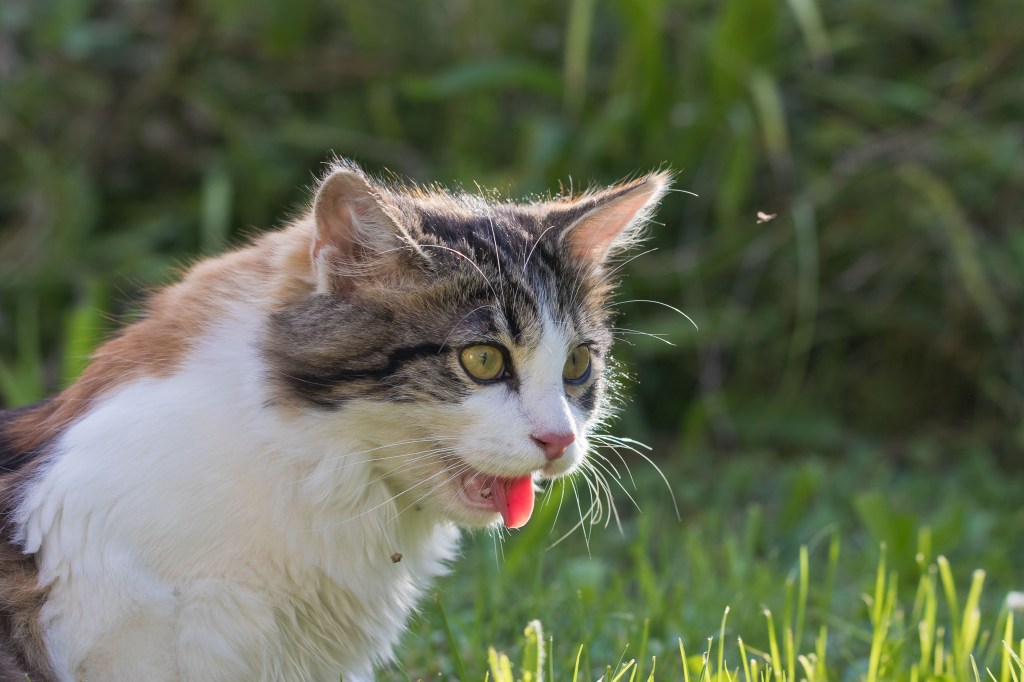 Katze hechelt im Garten