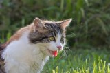 Katze hechelt im Garten