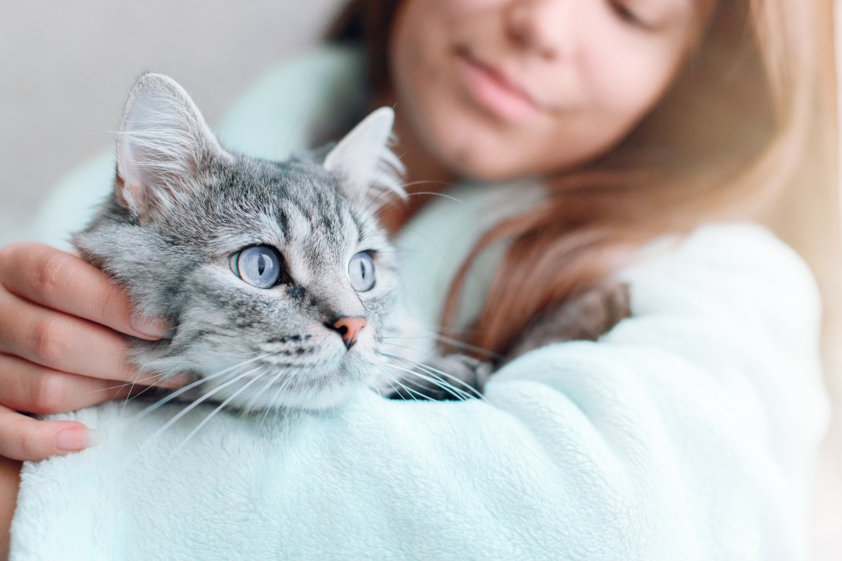 Katze liegt im Arm von Frau