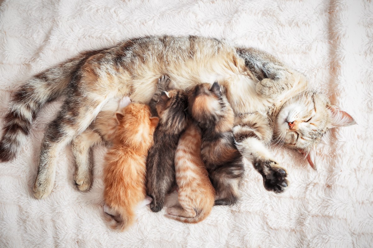 Katze mit Kitten