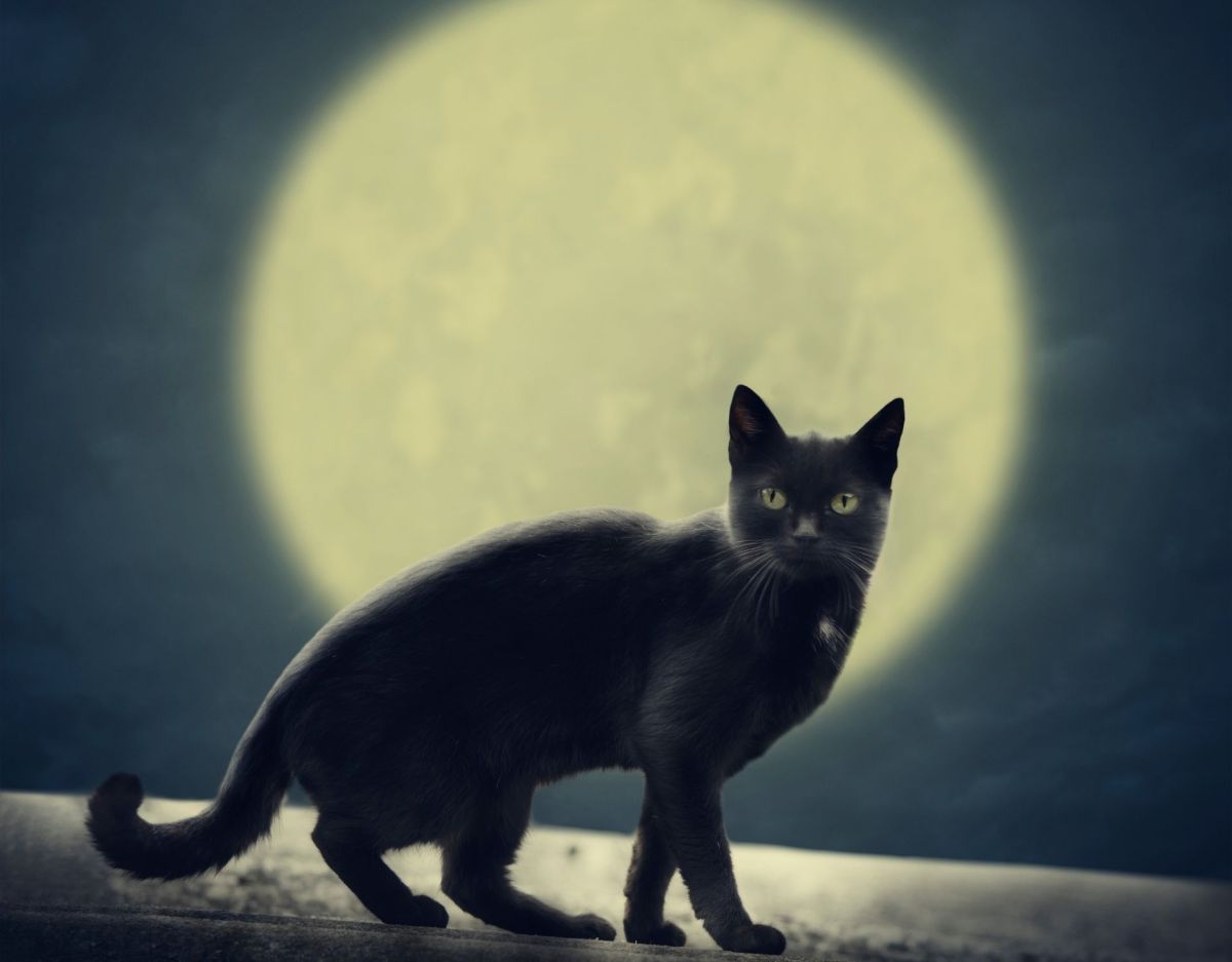 Vollmond scheint hinter Katze