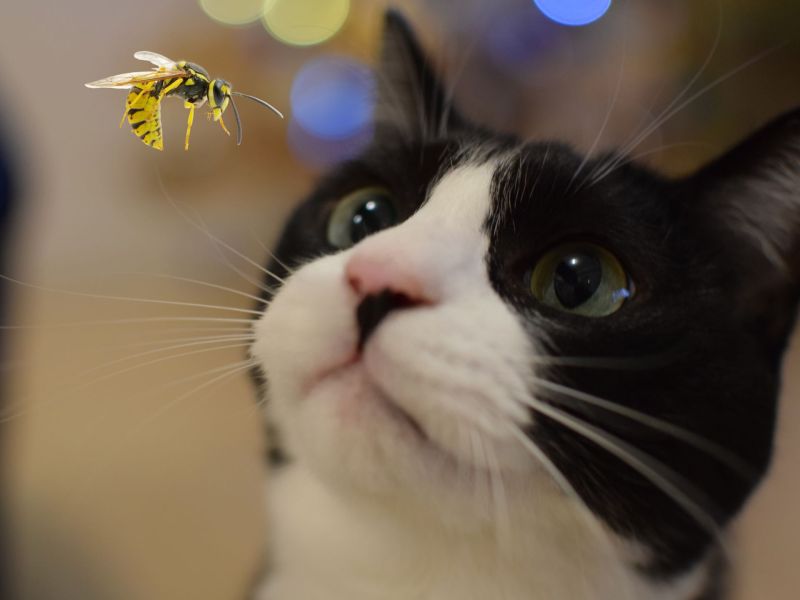 Katze beobachtet eine Wespe