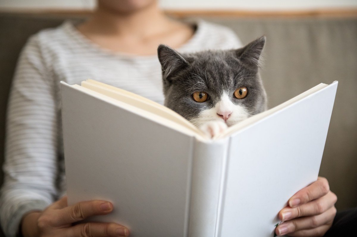 Frau mit Katze auf dem Schoss liest ein Buch über Katzenerziehung