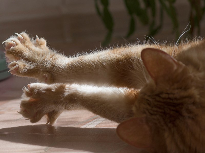 Katze liegt in der Sonne und fährt Krallen aus