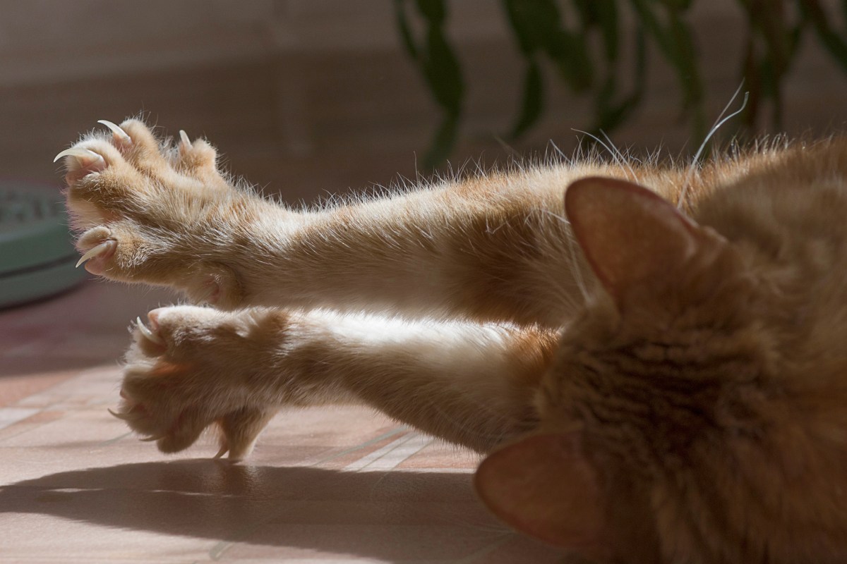 Katze liegt in der Sonne und fährt Krallen aus