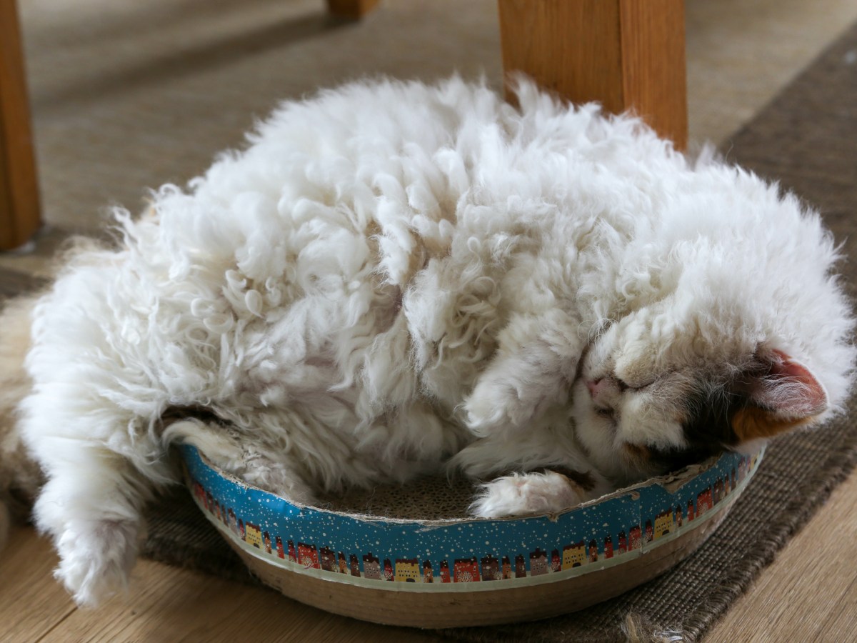 Katze im Schafspelz: Die außergewöhnliche Selkirk Rex im Rasseportrait