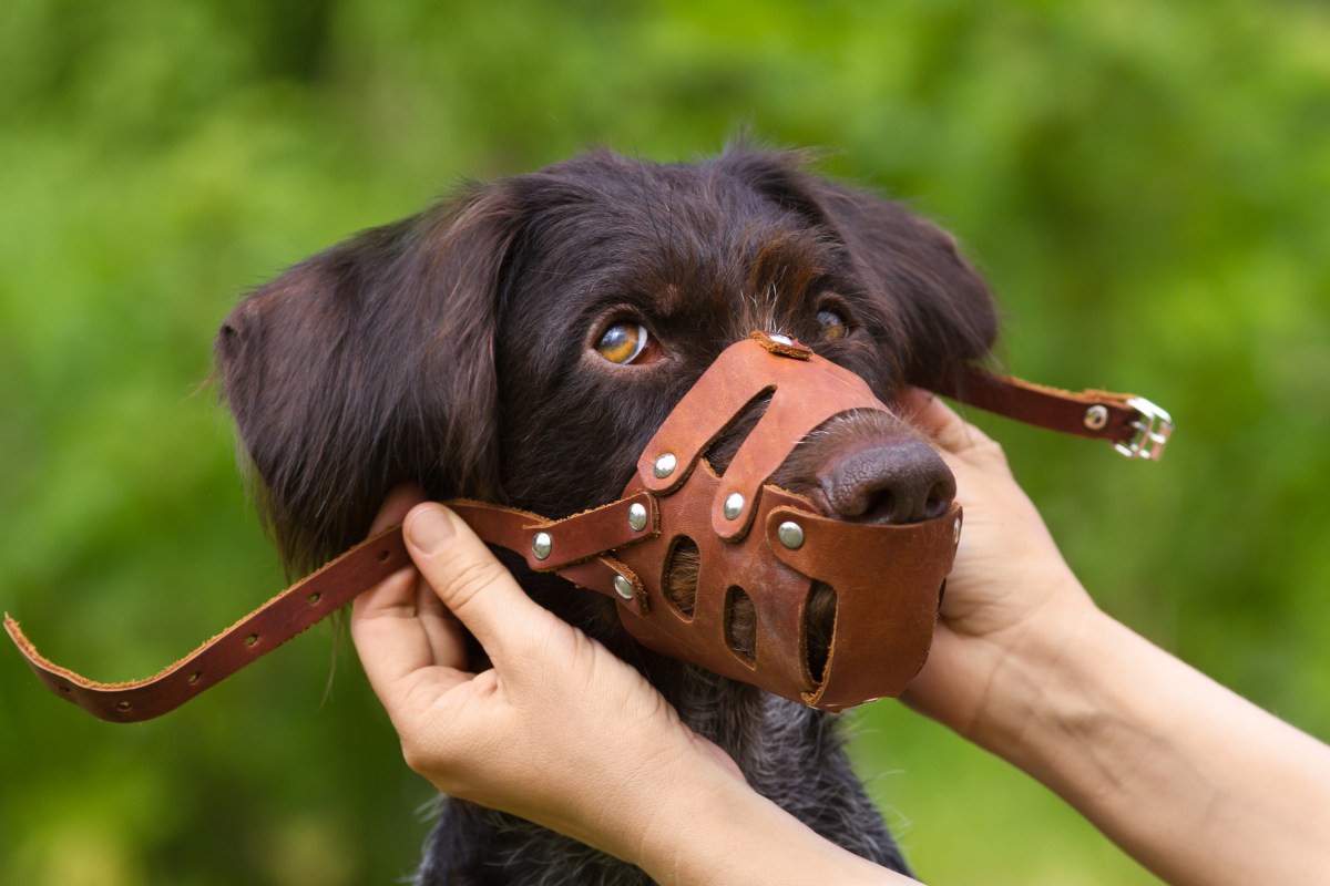 Hund trägt Maulkorb