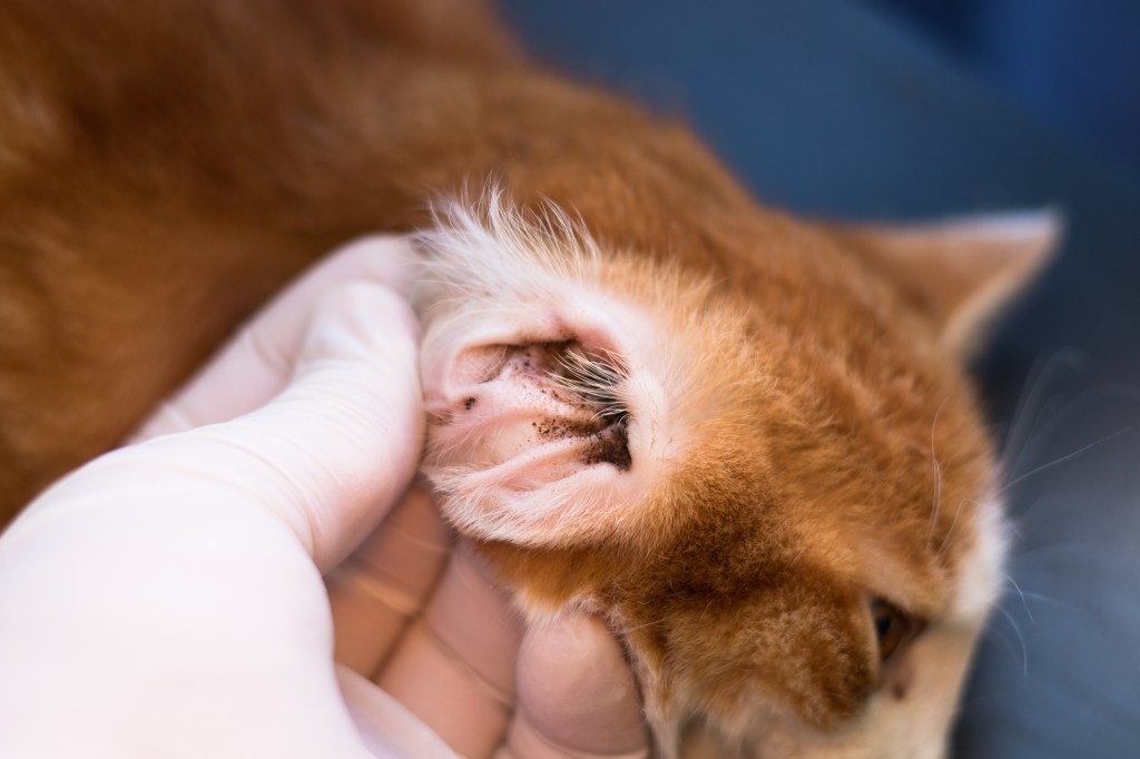 Ohren schmutzig katze reinigen Ohrmilben