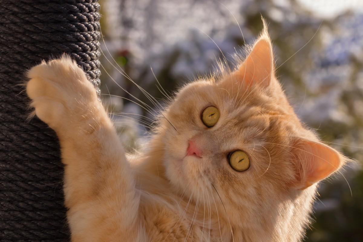 Katze kratzt im Freien an Kratzbaum