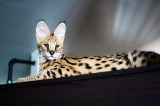 Serval Katze liegt auf einer Arbeitsplatte