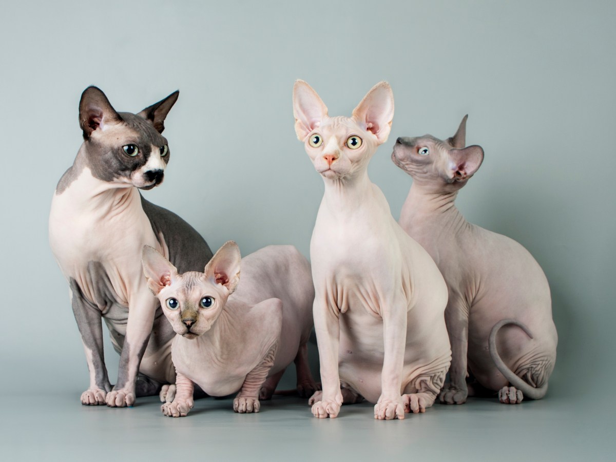 Sphynx-Katzen: Faszinierende Schmusetiger ohne Fell