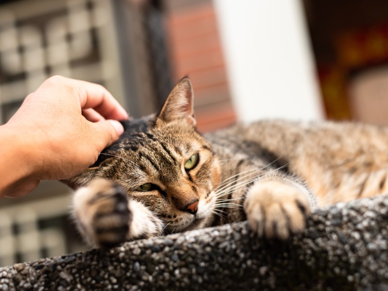 Straßenkatze streicheln