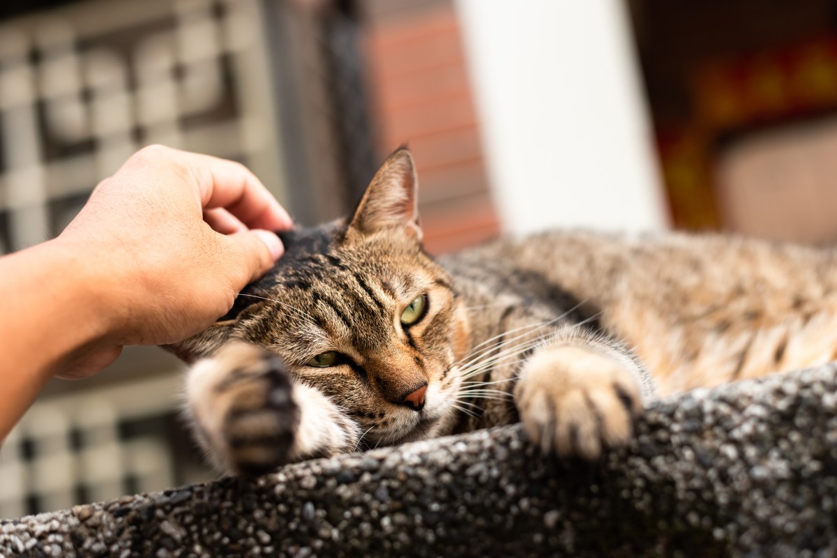 Straßenkatze streicheln