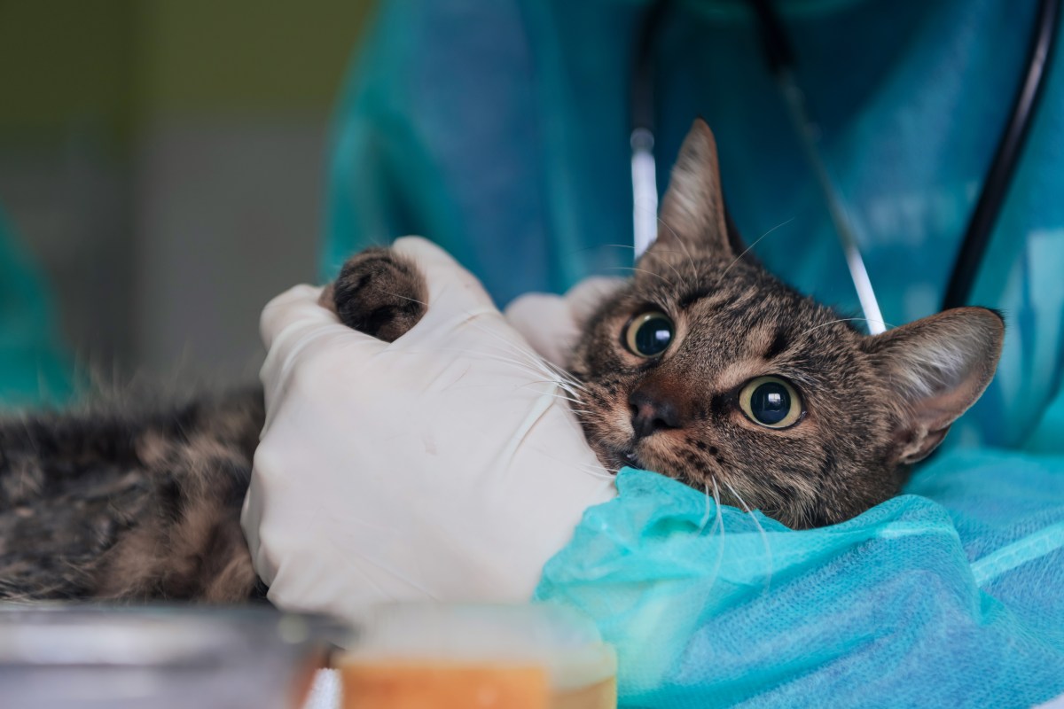 Katze liegt bei Tierarzt im Arm