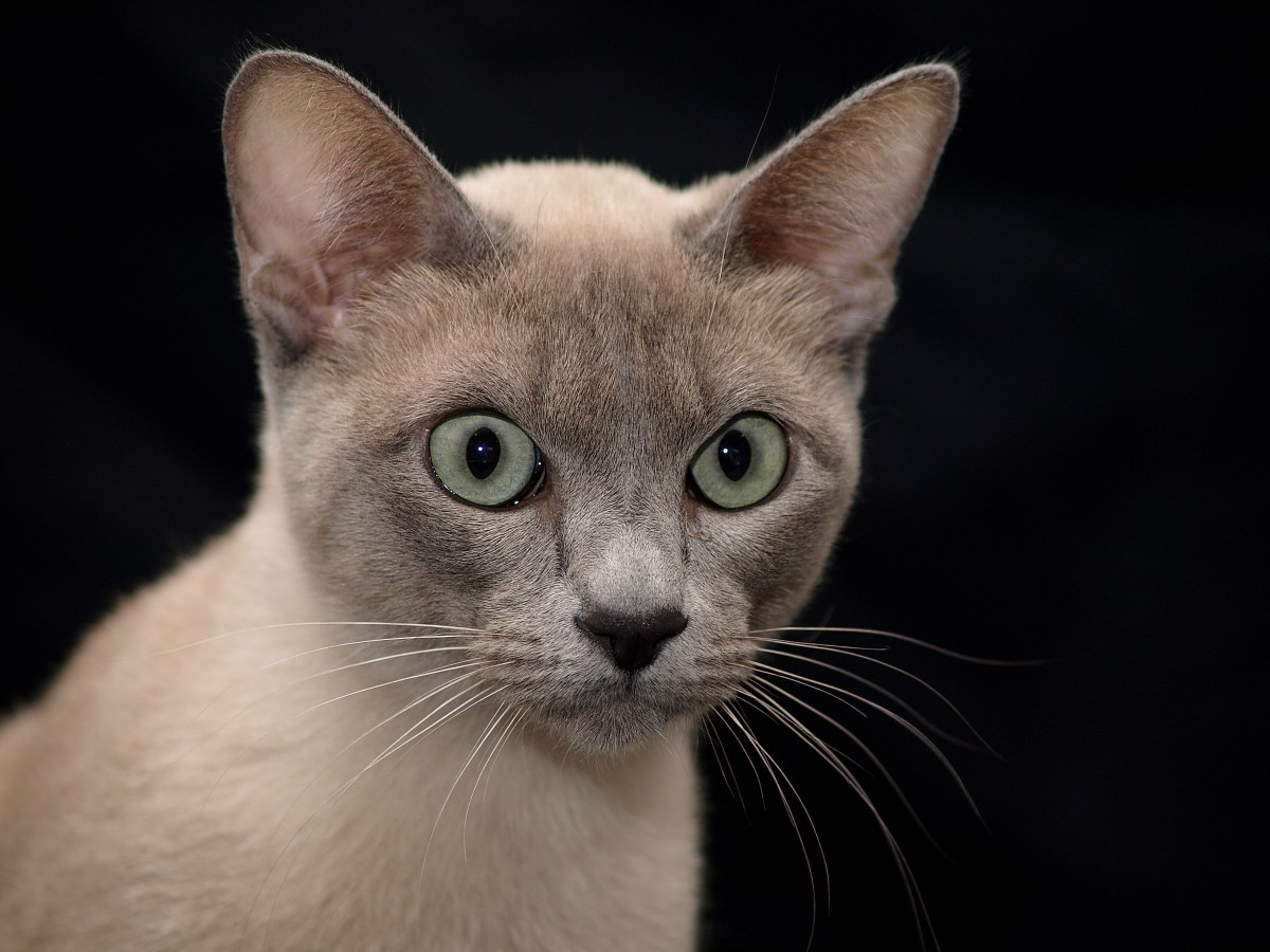 Geheimtipp für Katzenfans: Warum alle die Tonkanese-Katze lieben