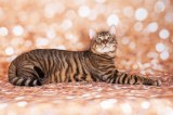 Toyger Katze im Portrait