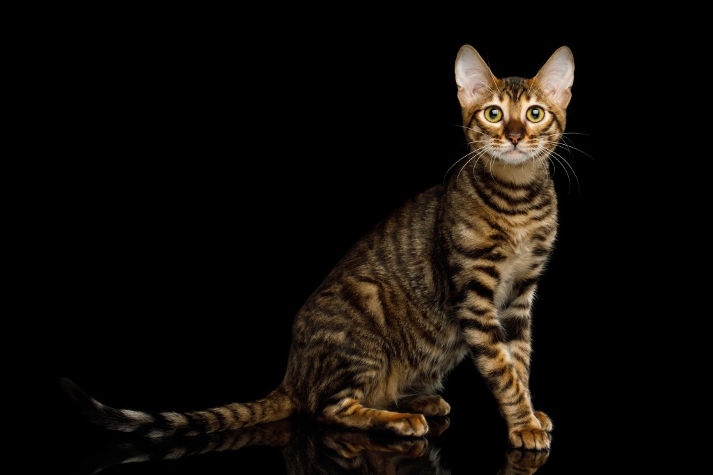 Toyger Katze