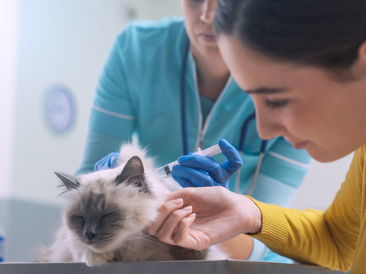 Katze impfen lassen von TierÃ¤rztin