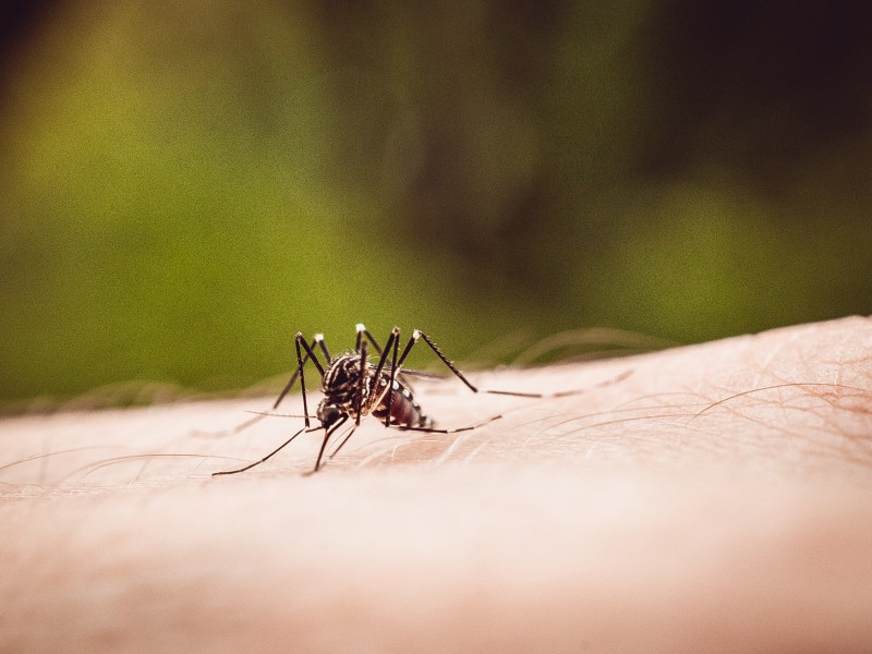 Der West-Nil-Virus wird über Mücken übertragen. Erfahre, wie du dich schützen kannst.