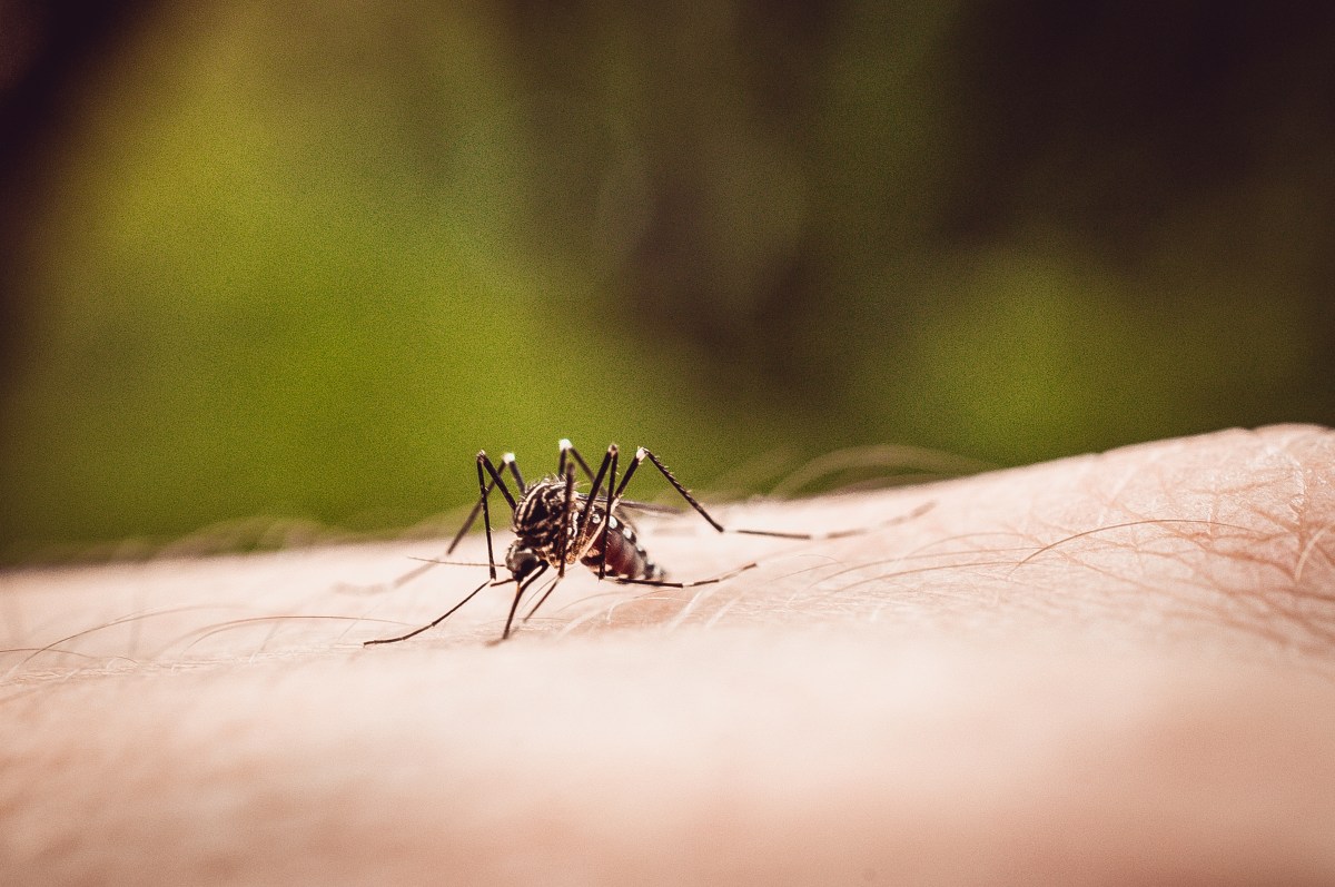 Der West-Nil-Virus wird über Mücken übertragen. Erfahre, wie du dich schützen kannst.