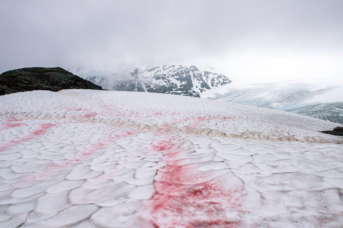 "Blutschnee": Was verbirgt sich hinter dem roten Schnee?