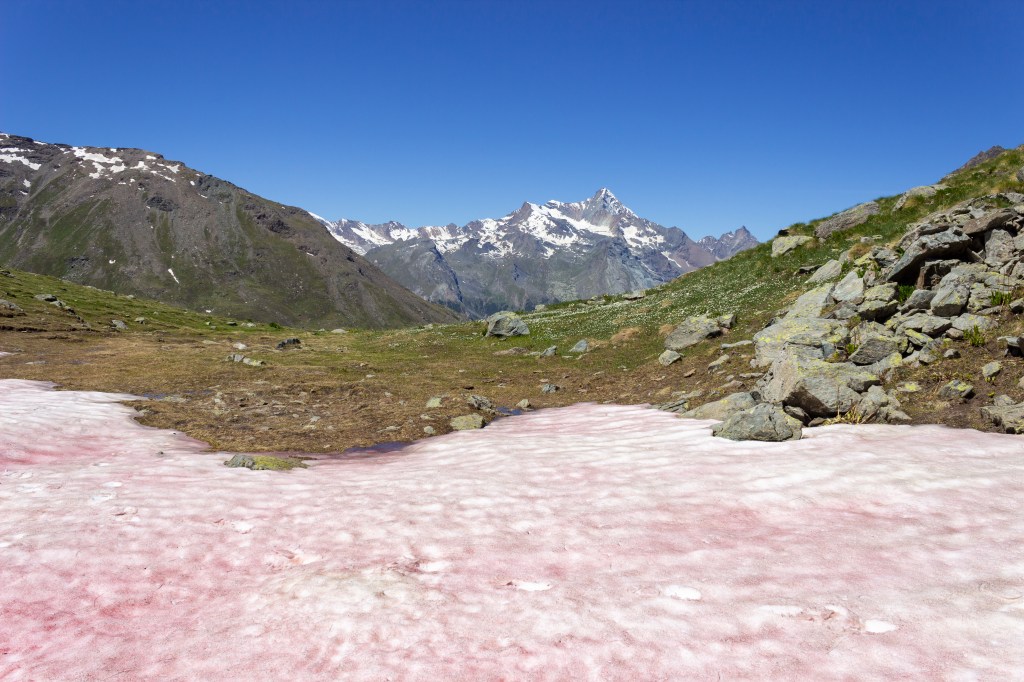 In den Alpen sorgt die Grünalge Sanguina nivaloides für die rötliche Farbe.