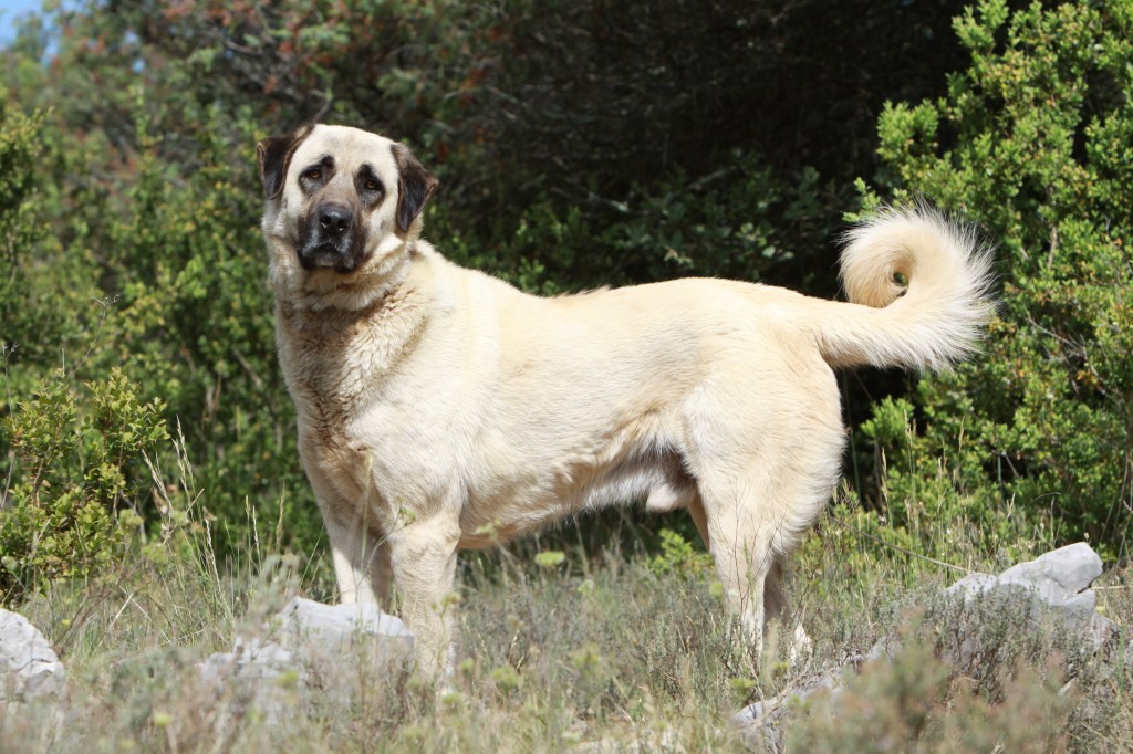 Anatolischer Hirtenhund