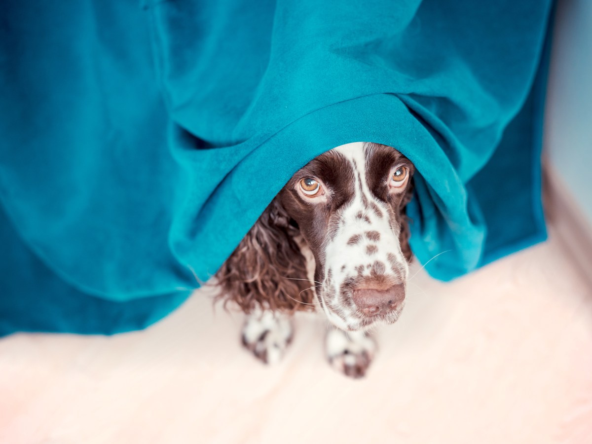 Dieses GerÃ¤usch hilft deinem Hund bei seiner Angst vor Feuerwerk