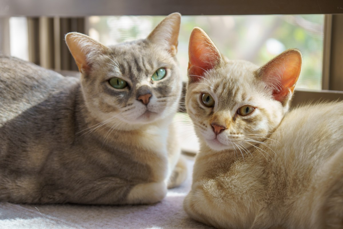 Australian Mist Katzen im Portrait