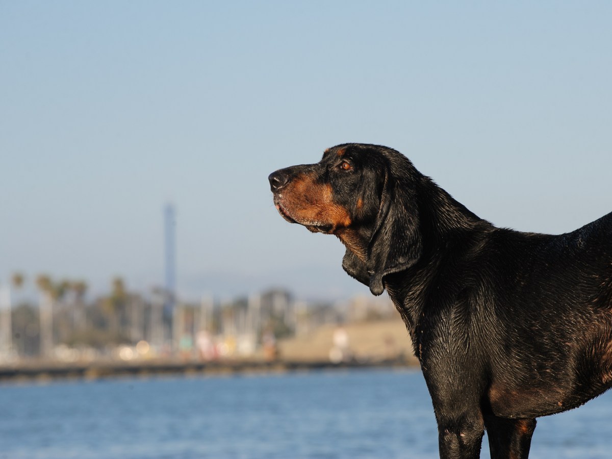 Black and Tan Coonhound Steckbrief: Merkmale, Charakter und Pflege