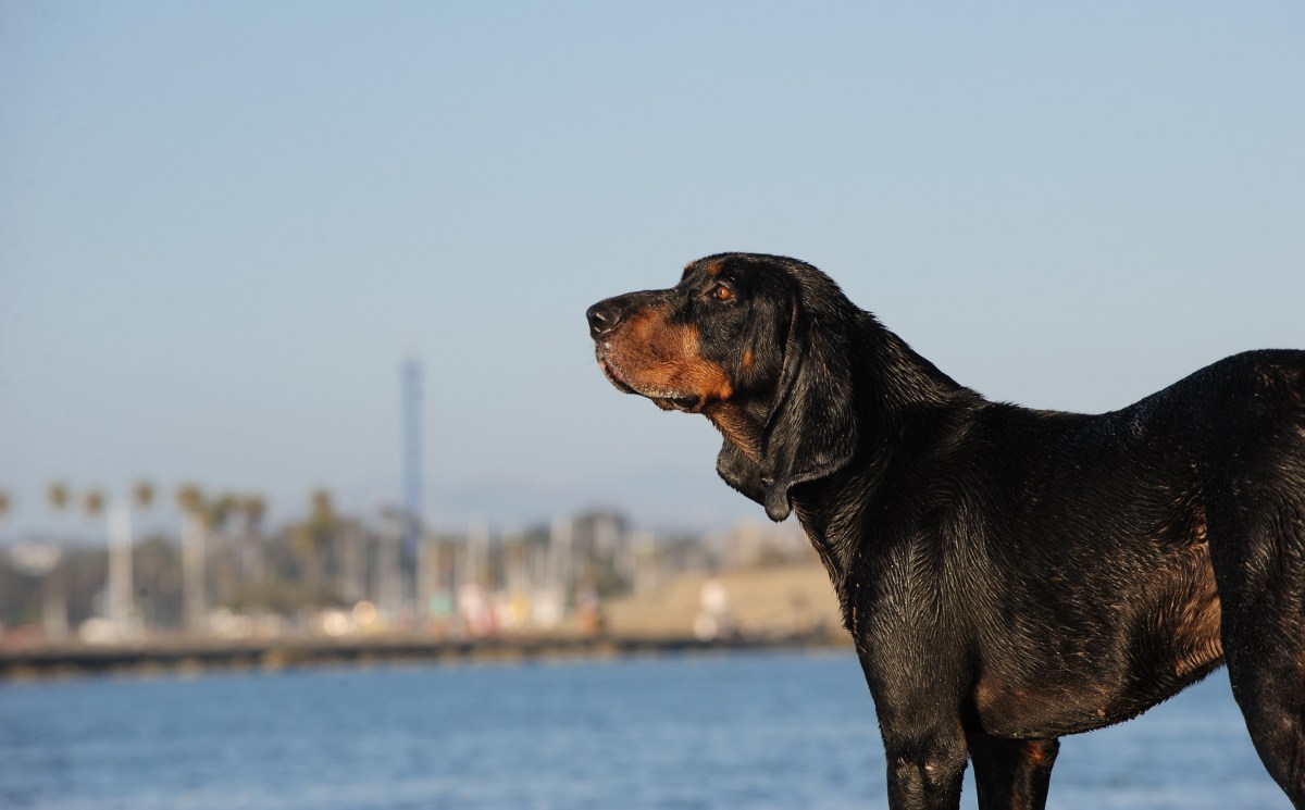 Black and Tan Coonhound