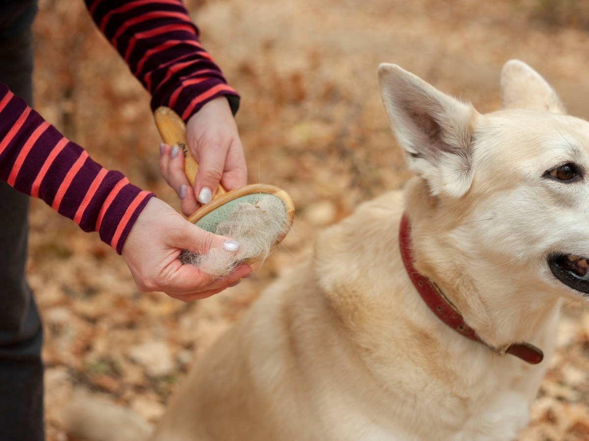 Fellwechsel: Diese BÃ¼rsten braucht jeder Hundebesitzer im Herbst