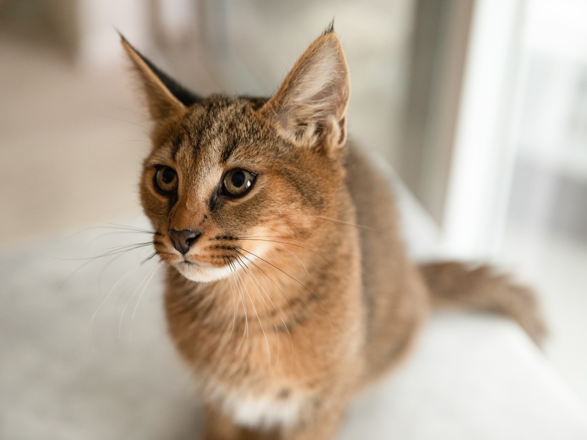 Chausie Katze im Portrait