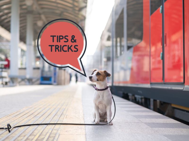 Hund Deutsche Bahn