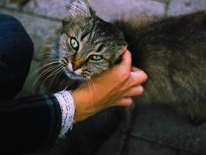 Katze mit grünen Augen wird von oben gestreichelt