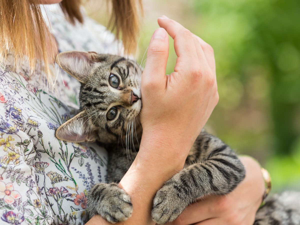 Geste grÃ¶ÃŸter Liebesbeweis Katze beiÃŸt in Arm