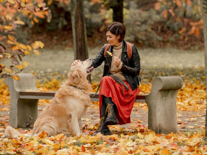 Herbst Hund