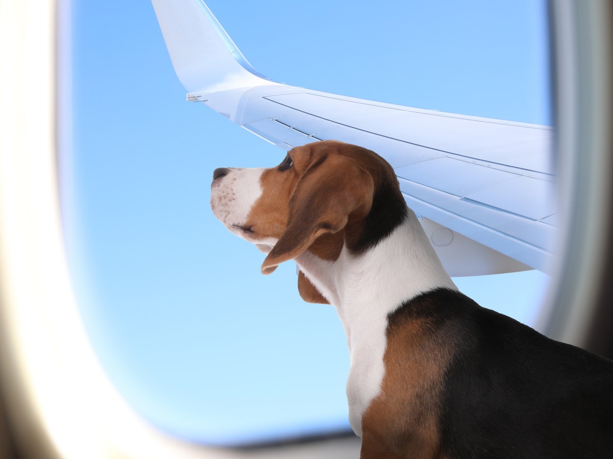 Hund schaut aus dem Flugzeugfenster