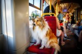 Hund Bahn fahren