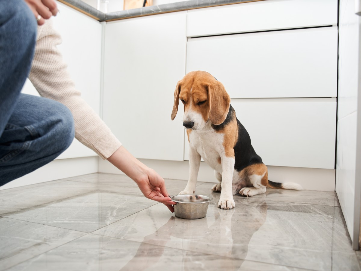 Hund mit Futternapf