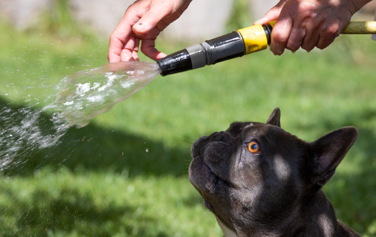 Hund Gartenschlauch