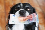 Hund mit Geld im Maul