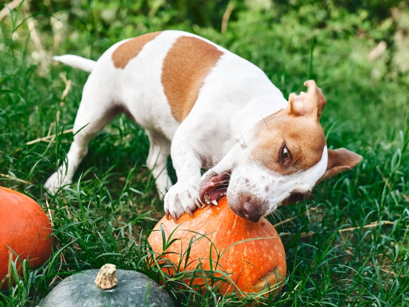 Hund mit Kürbissen