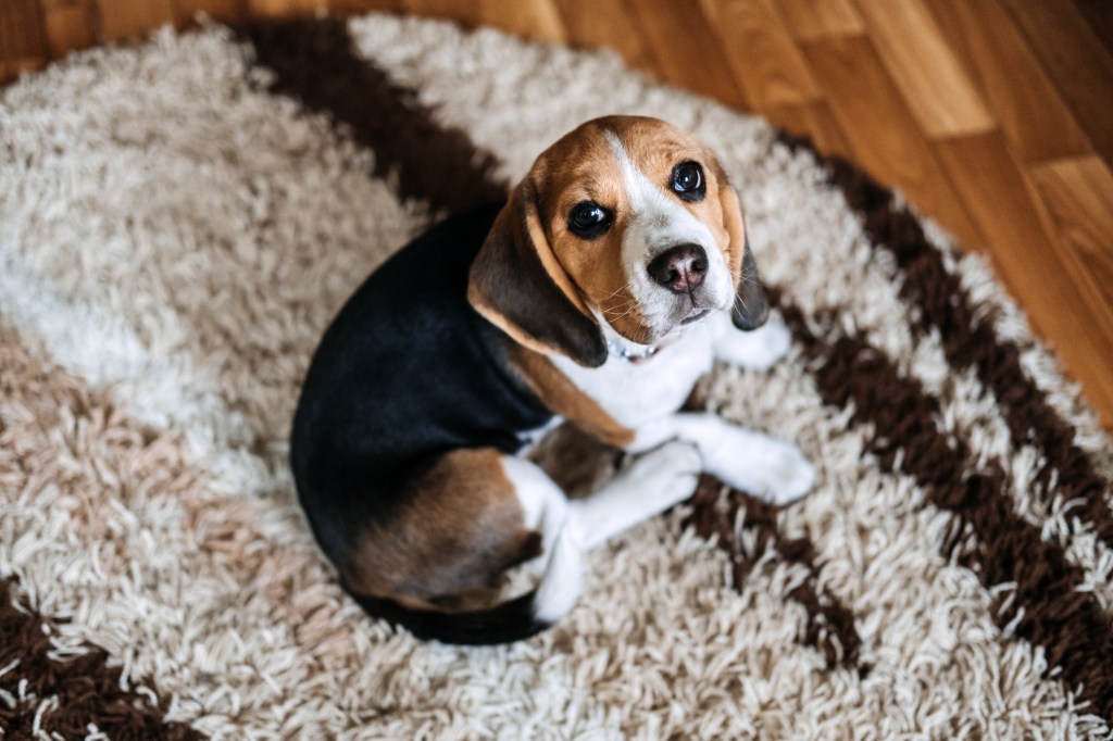 Hund sieht ertappt aus