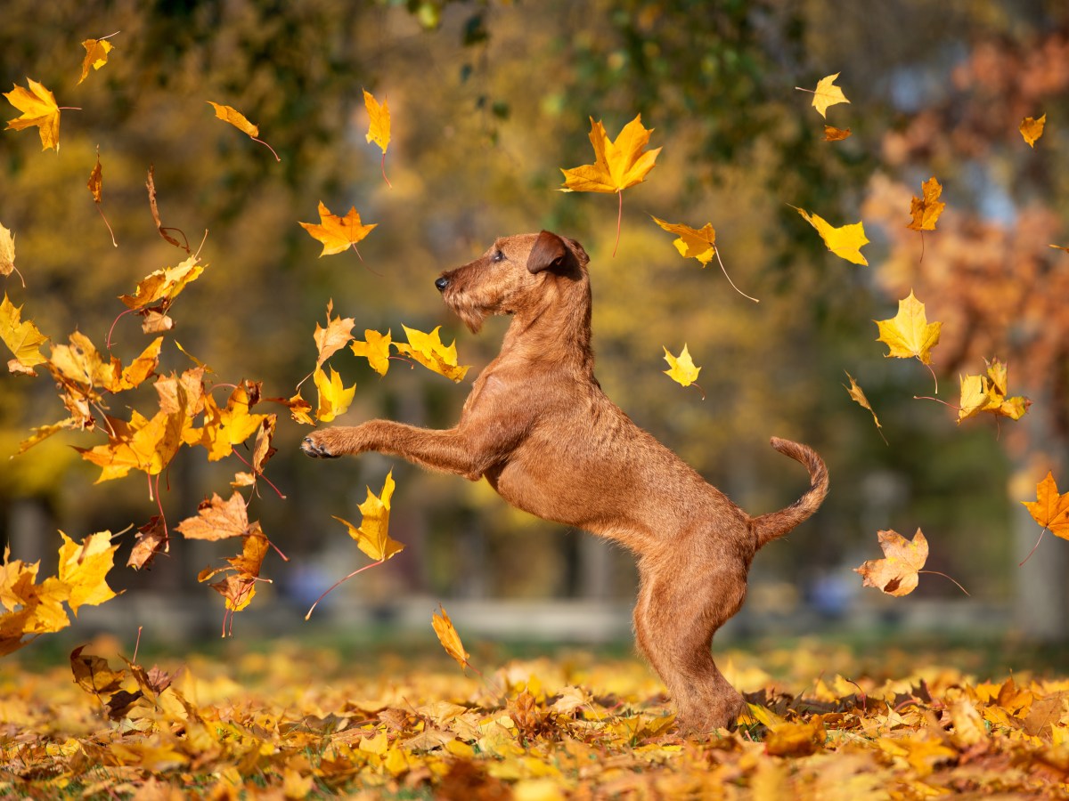 Hund im Herbstlaub