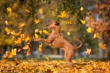 Hund im Herbstlaub