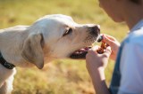 Hund bekommt etwas mit einer Pipette