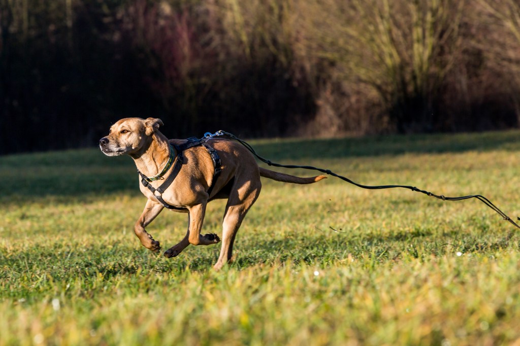 Hund rennt weg