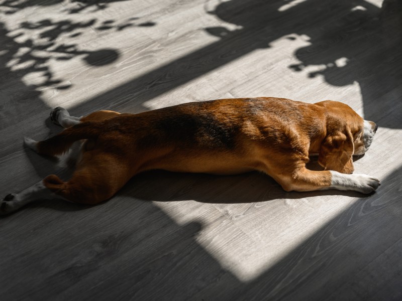 Hund Sonnenbaden