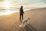 Hund am Strand spazieren